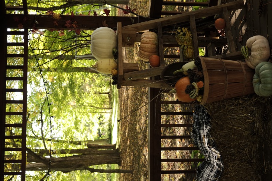 An autumn harvest display of pumpkins and squash under a wooden pavilion in Kemptville